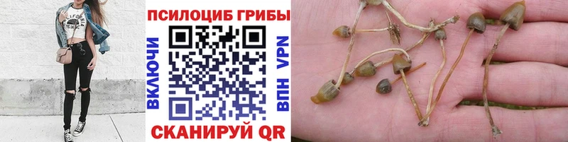 Купить закладки  Данков  Псилоцибиновые грибы Cubensis 